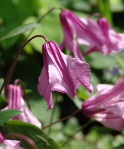 52cf0eae3efe262fded013086451b298