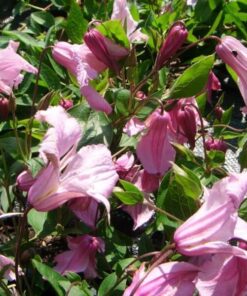 d11bc557ae9308461db6892feb99624f