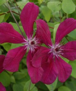 0b865d736e9ece0213707d660967edea