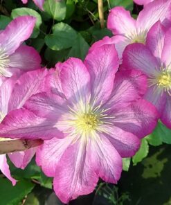 caa1e4d224e91bffbdc03794fd9042f4