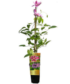 99b13df9d9a29a0138ffe641f01569da