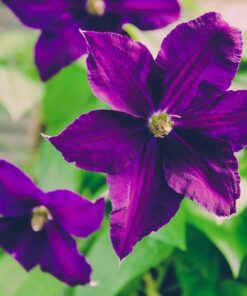 2dd11322f453ac5b0b54d09d9e7b2c50