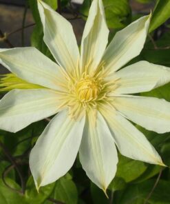 6596e2cb63ec49616d818e277c8a9ada