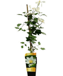 d36dfb14eee33e3f983d78a89e82969b