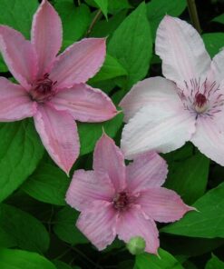 9301a51fced824759c389e5840afee5a