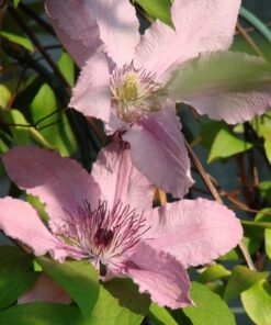 a369af7446edb1aca85634b50ce8fbf4