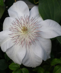 a23853963f7259cfe65b3fb44587ce42