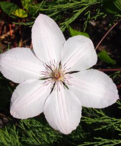 6d744970997fe5f76a687575eac2eb55