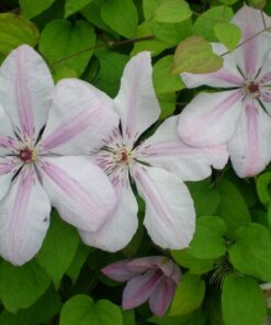 46f3eb90c76a89aacf5f98088b128b41