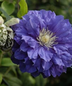 7c520e1f323294fe90fd6542d2beee06