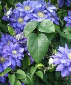 61e8b09b45f75eeb50a77ad64227a762