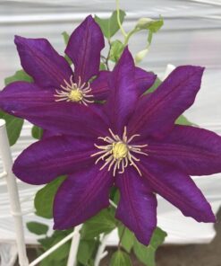 71babf616551f79cf62e0588723a12f5