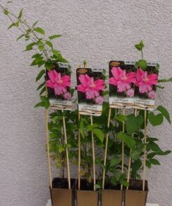 0931adc9c3e5af8c5b262fc10f4af962