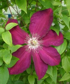 79448a15e880137d522f19d86978c949