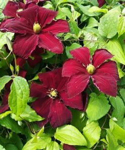 769e777adb93b534e33f9bffcd79c71b