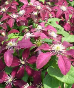 51488425a0ca2f2a546b8189b7ff9baf