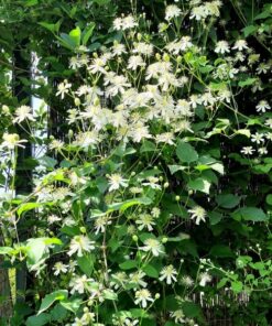 4788e6fcd1ce98e55fb63a86773aa602