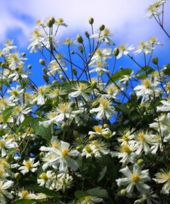 3c5d145bee402a84b1792fc0f215515c