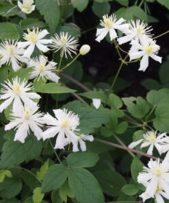 24e8dea0c55ab64e2e7ee047f1791a64