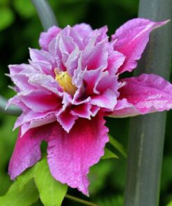 d967b34d0b54d48331e225f8532b6de5