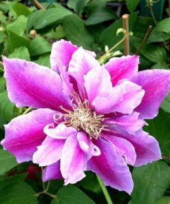 b35dffc2251977e03dfdfcb0abc7091c