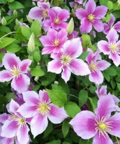 768ae1f770d76c036a1b545587d657c0