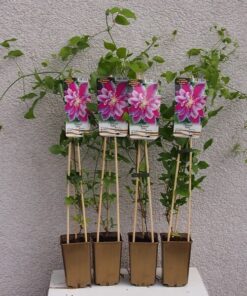 726368aa301af4231c74703985ad311e