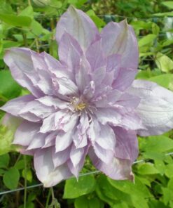 1de53c87dceb933701d23ce87c1ea287