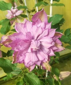 559227687a50d6f15f15c76da0a97a94