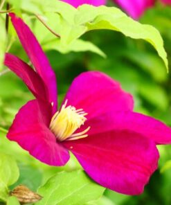 5251df5e9d84e88665bc030af47fd6ca