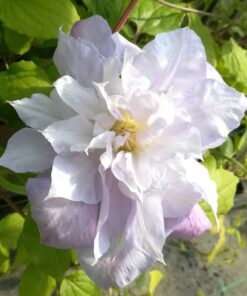 b4b439cbb3775018cdac5fe69407eecb