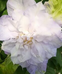 d3f622dc660779a893597c51e5f4ed69