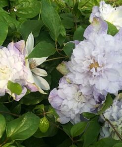 b03cd4a03d24cc0e8985a54b2a90daea