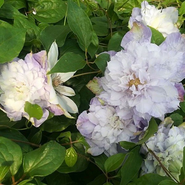 b03cd4a03d24cc0e8985a54b2a90daea