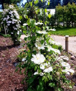 0e7b46c4224b4c1c8d3a49ae12ba13b4