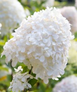 8866f20bf5593a83d2615f9e6c7a2a4a