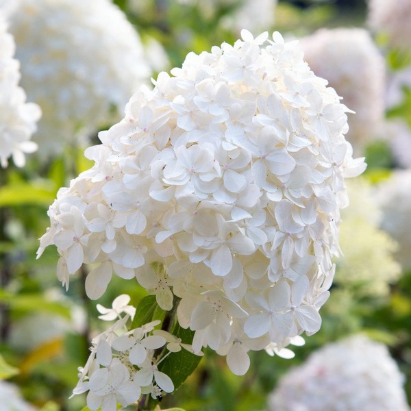 8866f20bf5593a83d2615f9e6c7a2a4a