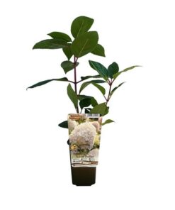 436f043b84e61fe4579e365a340fde0b