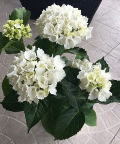 c2f91c6b86c8c061147e0b59f9ee063f