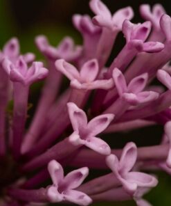 50ea8a1b583a49f8fda978d88ae8285e