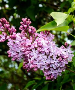 0c784377c12b51dafa23eb158538cf0b