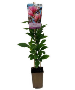 c40dd9b7fe36bb1fd72876319c441530