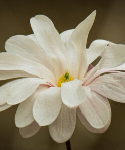 46854ccaf1c943c6b5f527af8d350b1f