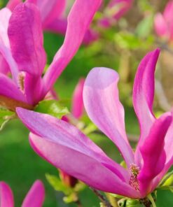 9c8dc8903d16ffcac792918cf26dfa08