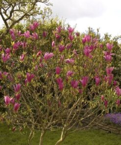 9e13710f2cca9d55364c7df3137abbb4