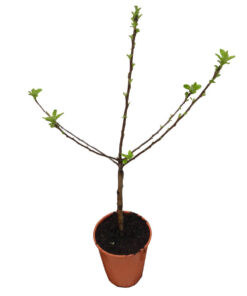 2e6e9ae4c06f70f19114b668165004be