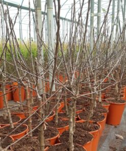 d1832a1c55a7e490a092f2620b2f14c9