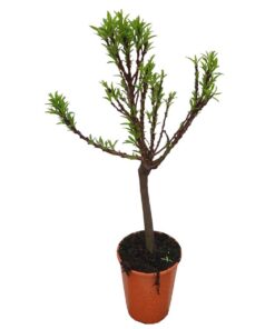 bb1b19aeb26dd081c86377f4dea53ad0