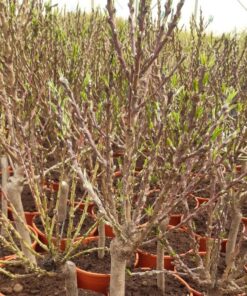 30269a03de61560ed2a7a68d6f66f5d4