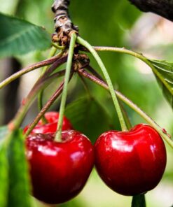 63b98c29f6618d2f4fa3371f826e4081